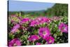 Pink Petunias, New England, USA-Lisa Engelbrecht-Stretched Canvas