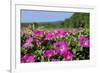 Pink Petunias, New England, USA-Lisa Engelbrecht-Framed Photographic Print