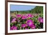 Pink Petunias, New England, USA-Lisa Engelbrecht-Framed Photographic Print