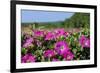 Pink Petunias, New England, USA-Lisa Engelbrecht-Framed Photographic Print