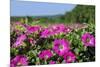 Pink Petunias, New England, USA-Lisa Engelbrecht-Mounted Photographic Print