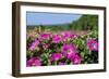 Pink Petunias, New England, USA-Lisa Engelbrecht-Framed Photographic Print