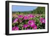 Pink Petunias, New England, USA-Lisa Engelbrecht-Framed Photographic Print