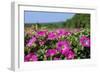 Pink Petunias, New England, USA-Lisa Engelbrecht-Framed Photographic Print