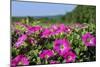 Pink Petunias, New England, USA-Lisa Engelbrecht-Mounted Photographic Print