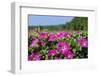 Pink Petunias, New England, USA-Lisa Engelbrecht-Framed Photographic Print