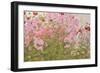 Pink Phlox and Poppies with a Butterfly-Linda Benton-Framed Giclee Print