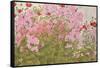 Pink Phlox and Poppies with a Butterfly-Linda Benton-Framed Stretched Canvas