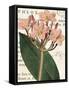 Pink Phlox Botany-Sue Schlabach-Framed Stretched Canvas