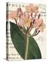 Pink Phlox Botany-Sue Schlabach-Stretched Canvas