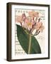 Pink Phlox Botany-Sue Schlabach-Framed Art Print