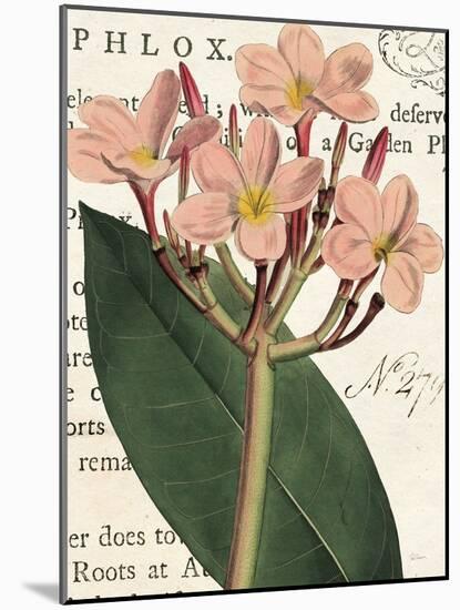 Pink Phlox Botany-Sue Schlabach-Mounted Art Print