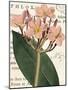 Pink Phlox Botany-Sue Schlabach-Mounted Art Print