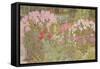 Pink Phlox in the Herbaceous Border-Linda Benton-Framed Stretched Canvas