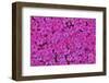 Pink phlox, Mt. Cuba Center, Hockessin, Delaware-Darrell Gulin-Framed Photographic Print