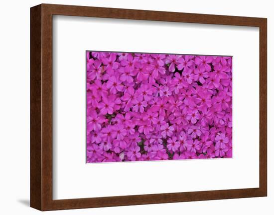 Pink phlox, Mt. Cuba Center, Hockessin, Delaware-Darrell Gulin-Framed Photographic Print