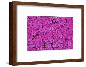 Pink phlox, Mt. Cuba Center, Hockessin, Delaware-Darrell Gulin-Framed Photographic Print