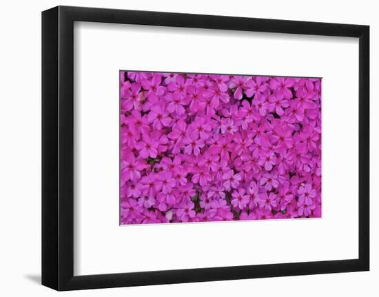 Pink phlox, Mt. Cuba Center, Hockessin, Delaware-Darrell Gulin-Framed Photographic Print