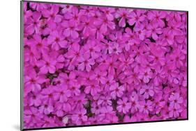 Pink phlox, Mt. Cuba Center, Hockessin, Delaware-Darrell Gulin-Mounted Photographic Print