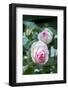 Pink Pierre de Rosard, Eden, heirloom roses, USA-Lisa Engelbrecht-Framed Photographic Print