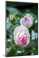 Pink Pierre de Rosard, Eden, heirloom roses, USA-Lisa Engelbrecht-Mounted Photographic Print