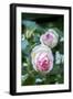 Pink Pierre de Rosard, Eden, heirloom roses, USA-Lisa Engelbrecht-Framed Photographic Print