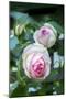 Pink Pierre de Rosard, Eden, heirloom roses, USA-Lisa Engelbrecht-Mounted Photographic Print