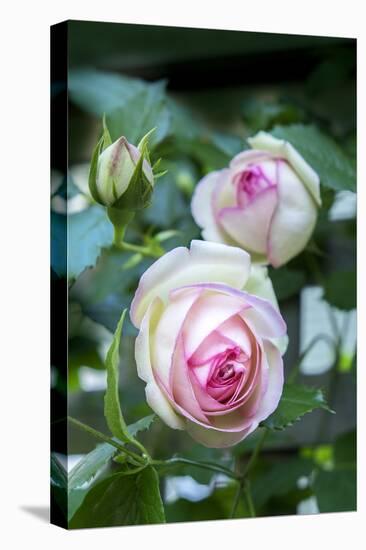 Pink Pierre de Rosard, Eden, heirloom roses, USA-Lisa Engelbrecht-Stretched Canvas