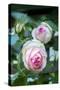 Pink Pierre de Rosard, Eden, heirloom roses, USA-Lisa Engelbrecht-Stretched Canvas