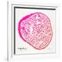 Pink Ponderosa-Cat Coquillette-Framed Giclee Print