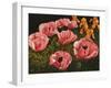 Pink Poppies-John Newcomb-Framed Giclee Print