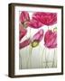 Pink Poppies-Cherie Roe Dirksen-Framed Giclee Print