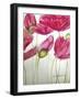Pink Poppies-Cherie Roe Dirksen-Framed Giclee Print
