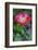 Pink poppy flower-Anna Miller-Framed Photographic Print