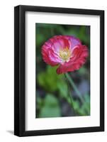 Pink poppy flower-Anna Miller-Framed Photographic Print