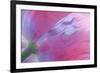 Pink Poppy I-Kathy Mahan-Framed Photographic Print