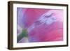 Pink Poppy I-Kathy Mahan-Framed Photographic Print
