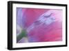 Pink Poppy I-Kathy Mahan-Framed Photographic Print