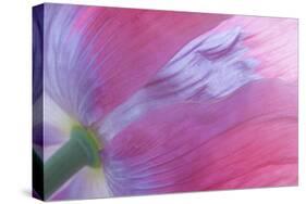 Pink Poppy I-Kathy Mahan-Stretched Canvas