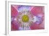 Pink Poppy II-Kathy Mahan-Framed Photographic Print