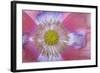 Pink Poppy II-Kathy Mahan-Framed Photographic Print