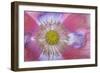 Pink Poppy II-Kathy Mahan-Framed Photographic Print