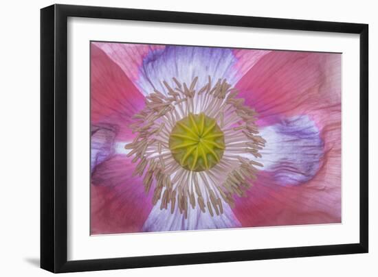 Pink Poppy II-Kathy Mahan-Framed Photographic Print