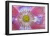 Pink Poppy II-Kathy Mahan-Framed Photographic Print