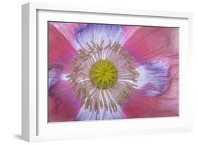 Pink Poppy II-Kathy Mahan-Framed Photographic Print