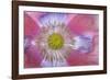 Pink Poppy II-Kathy Mahan-Framed Premium Photographic Print