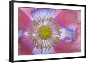 Pink Poppy II-Kathy Mahan-Framed Photographic Print