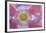 Pink Poppy II-Kathy Mahan-Framed Photographic Print