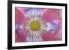 Pink Poppy II-Kathy Mahan-Framed Photographic Print