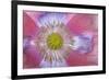 Pink Poppy II-Kathy Mahan-Framed Photographic Print